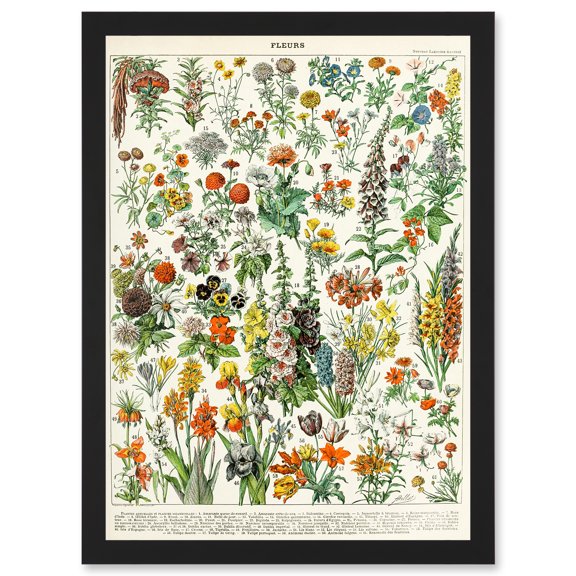 Flowers Plants Multicolored Botanical A4 Artwork Framed Wall Art Print