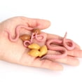 thumbnail image 2 of 4 piezas de simulación de crecimiento de lombrices de tierra, modelo de ciclo de crecimiento animal, modelo biológico, simulación de crecimiento, juguetes educativos científicos, 2 of 6