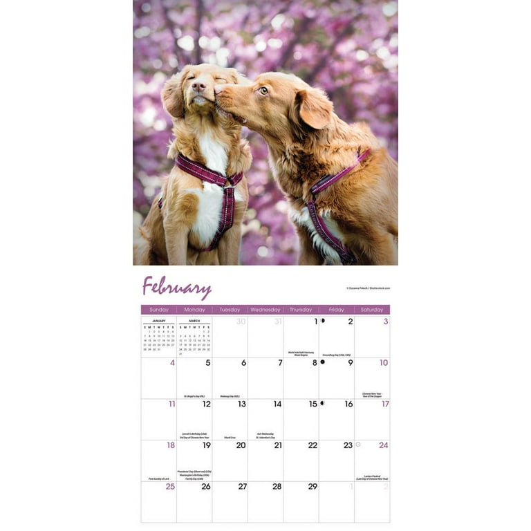 Carousel Calendars, Nova Scotia Duck Tolling Retriever 2024 Wall Calendar - Walmart.com carousel-calendars-nova-scotia-duck-tolling-retriever-2024-wall-calendar-walmart-com