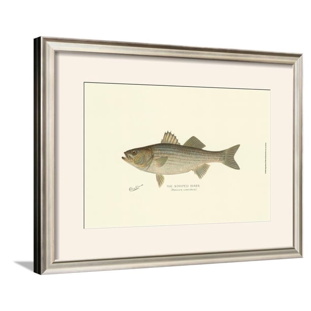 Striped Bass Framed Art Print Wall Art By Denton 25 5x19 5 Walmart Com Walmart Com