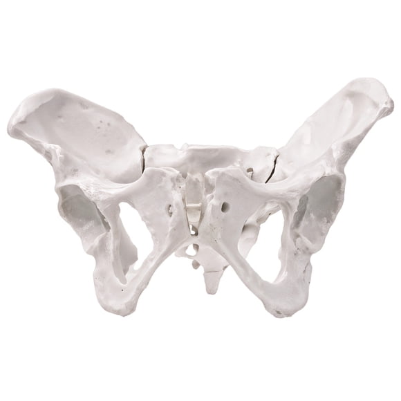 Life Size Female Pelvis Model - Flexible Anatomical Hip Bone Model, Female Anatomy Model for Teaching, Sturdy PVC Material, Realistic Movable Joints, Easy to Clean