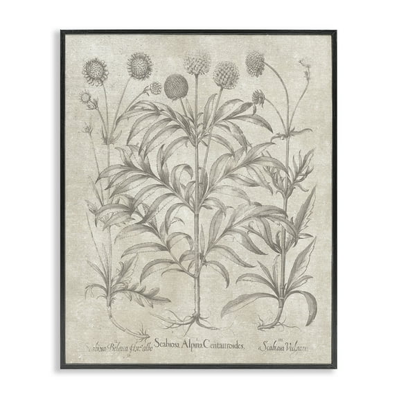 Stupell Industries Vintage Plant Life Botanical & Floral Painting Black Framed Art Print Wall Art, 11 x 14
