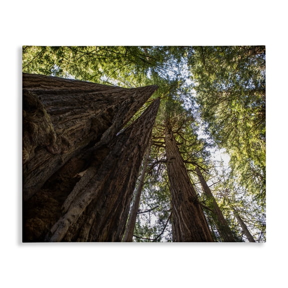 Stupell Industries Farmhouse Tall Trees Looking Upwards Nature Forest Photography Canvas Art, 20 x 16, by Aaron Matheson