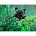 thumbnail image 3 of Fitzharris, Tim 24x19 Black Modern Framed Museum Art Print Titled - Black bear in underbrush, 3 of 5