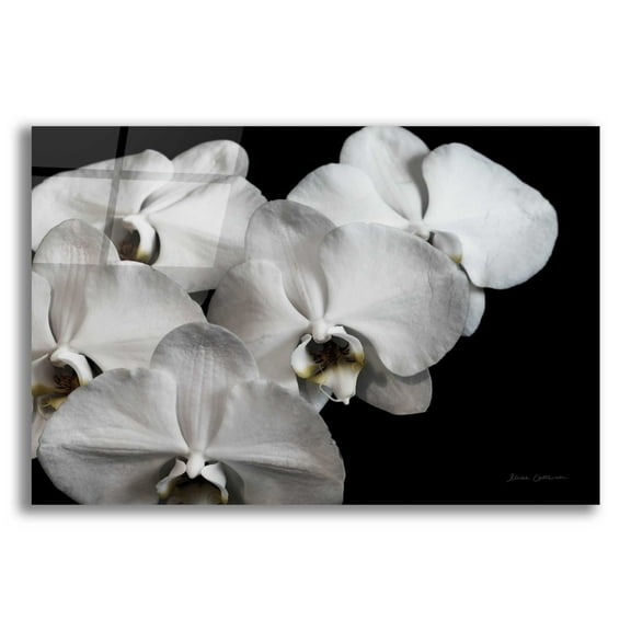 Epic Art 'White Orchid II' by Elise Catterall, Acrylic Glass Wall Art, 16"x12"