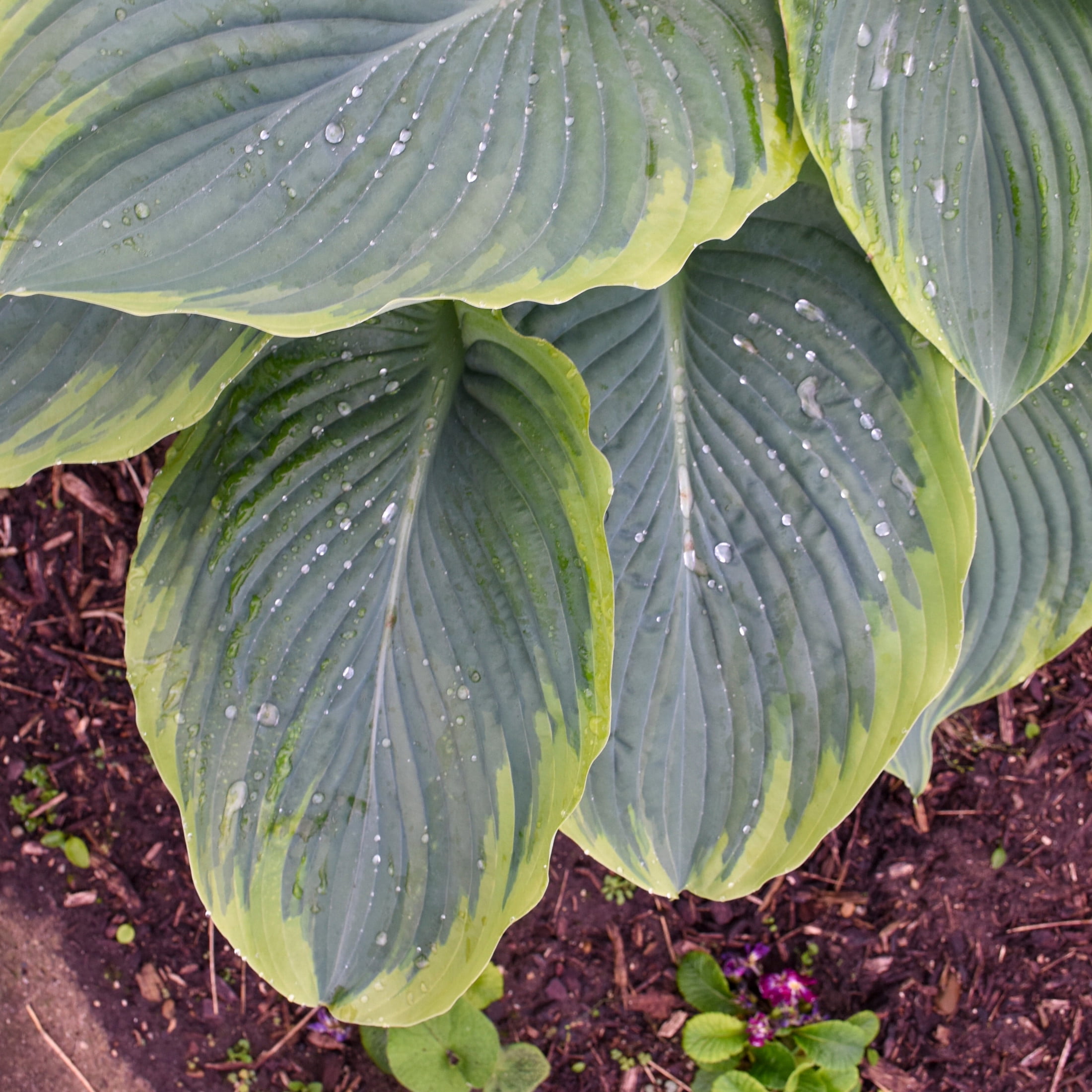 Proven Winners 6" Shadowland 'Wu-La-La' Hosta Live Plant in 6.5" Pot