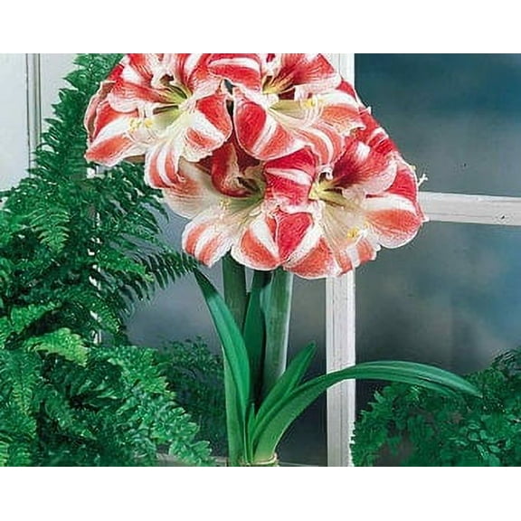 Clown Amaryllis Bulb, Healthy bulb!. Great for Winter Forcing! Wonderful and unique gift!