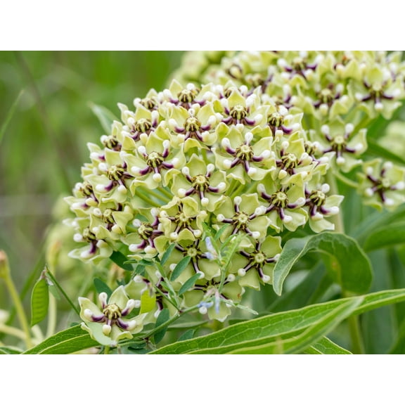20 Green SPIDER MILKWEED Asclepias Viridis White Purple Monarch Flower Seeds