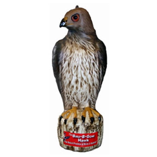 Red Tail Hawk Decoy