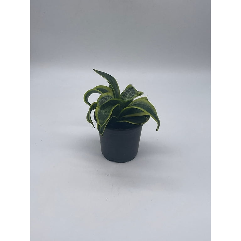 succulent decor K-Cliffs