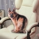 thumbnail image 3 of Perro almohada de felpa juguete niños acompañan juguetes animales de peluche juguete de peluche abrazando muñeca para sala de estar, 3 of 6