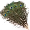 thumbnail image 4 of Plumas de Pavo Real THARAHT 24 piezas Naturales Largas de 40-45 cm para Manualidades, 4 of 7