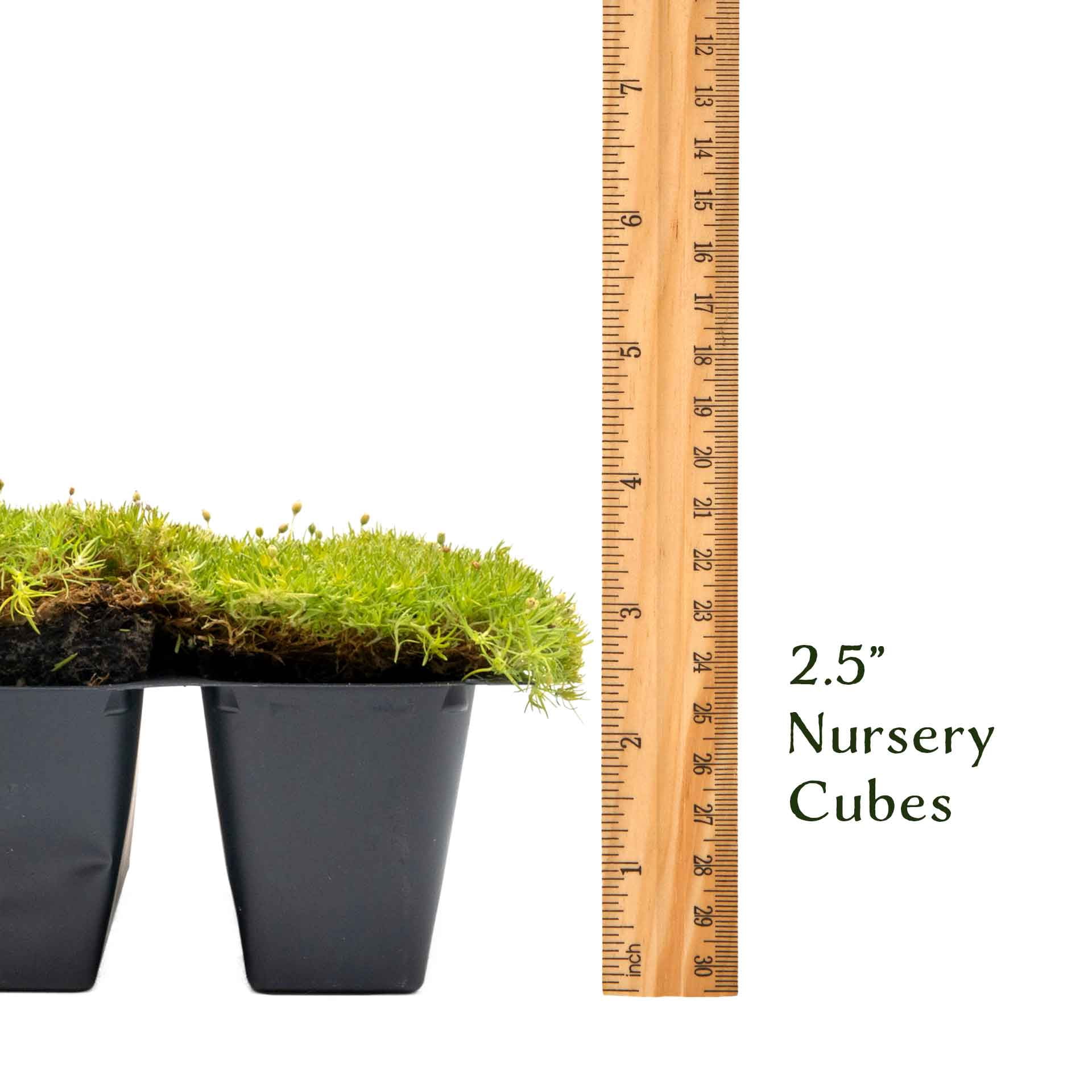 12 Scottish Moss – Soft Golden Evergreen Groundcover for Rock Gardens, Pathways & Containers (Sagina subulata ‘Aurea’) in 2.5″ Cubes, Live Plants
