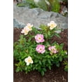 thumbnail image 2 of Bloomin' Easy Jumbo Pint Peach Lemonade Rose Live Shrub, 2 of 9