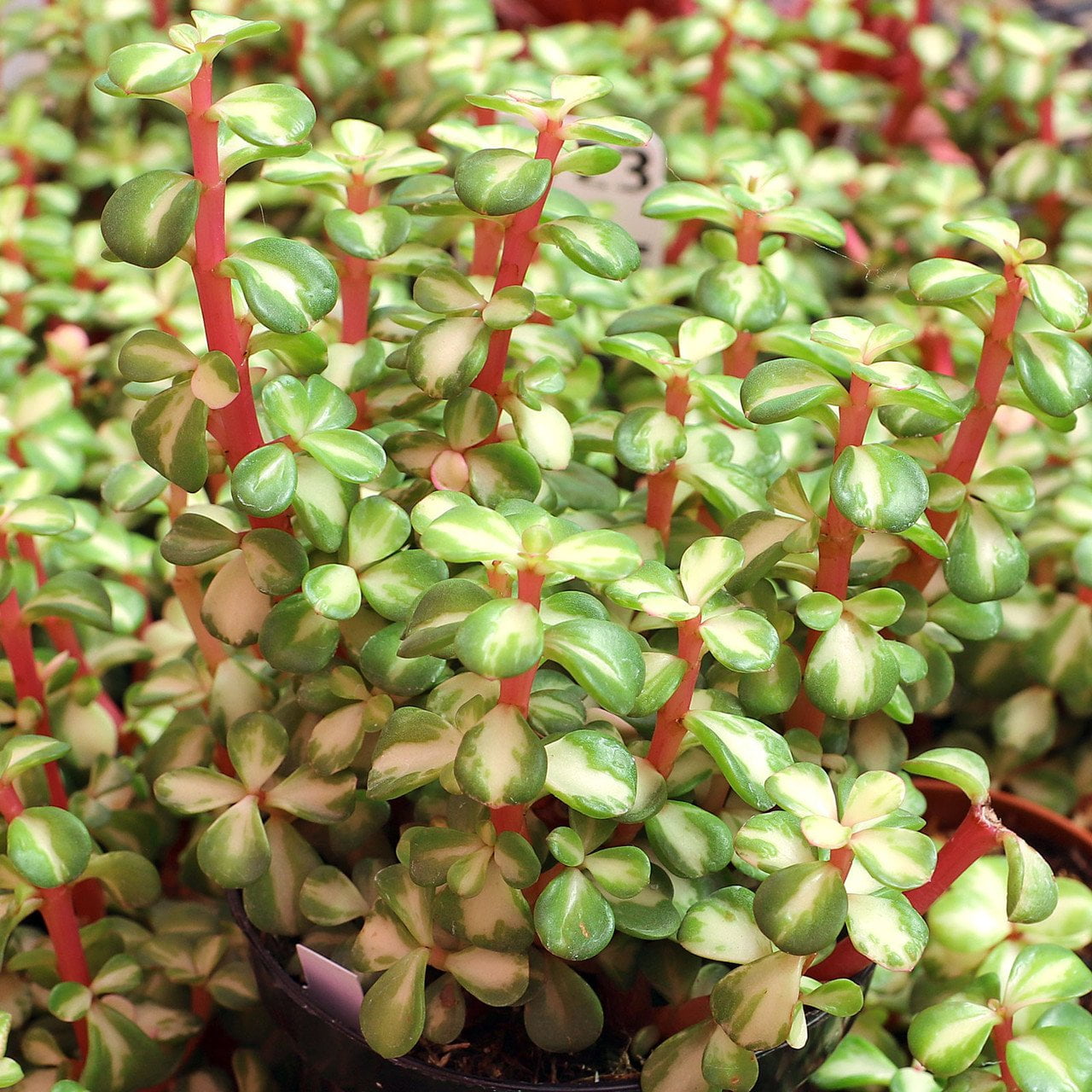 Midstripe Rainbow Bush - 3 Live Starter Plants - Portulacaria Mediopicta - Beautiful Colorful Exotic Indoor Succulent Houseplant