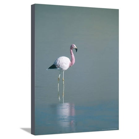 Andean Flamingo - Andean Flamingo, Summer Feeding Ground, Lake Hedionda, Bolivia Stretched Canvas Print Wall Art By Mark Jones