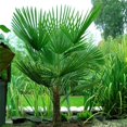 thumbnail image 4 of shiyou-- 3+ Seeds Washingtonia Palm - Tree Green, 4 of 4