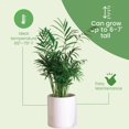 thumbnail image 3 of American Plant Exchange Areca Palm Houseplant in 10" Pot, Pet Friendly, Air Purifying, 3 of 6