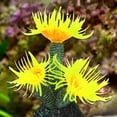 thumbnail image 3 of HEVIRGO Faux Coral Simulation Safe to Fish Fish Tank Decor Fish Tank Decorative Aquarium Ornament for Fish Tank,Yellow, 3 of 10