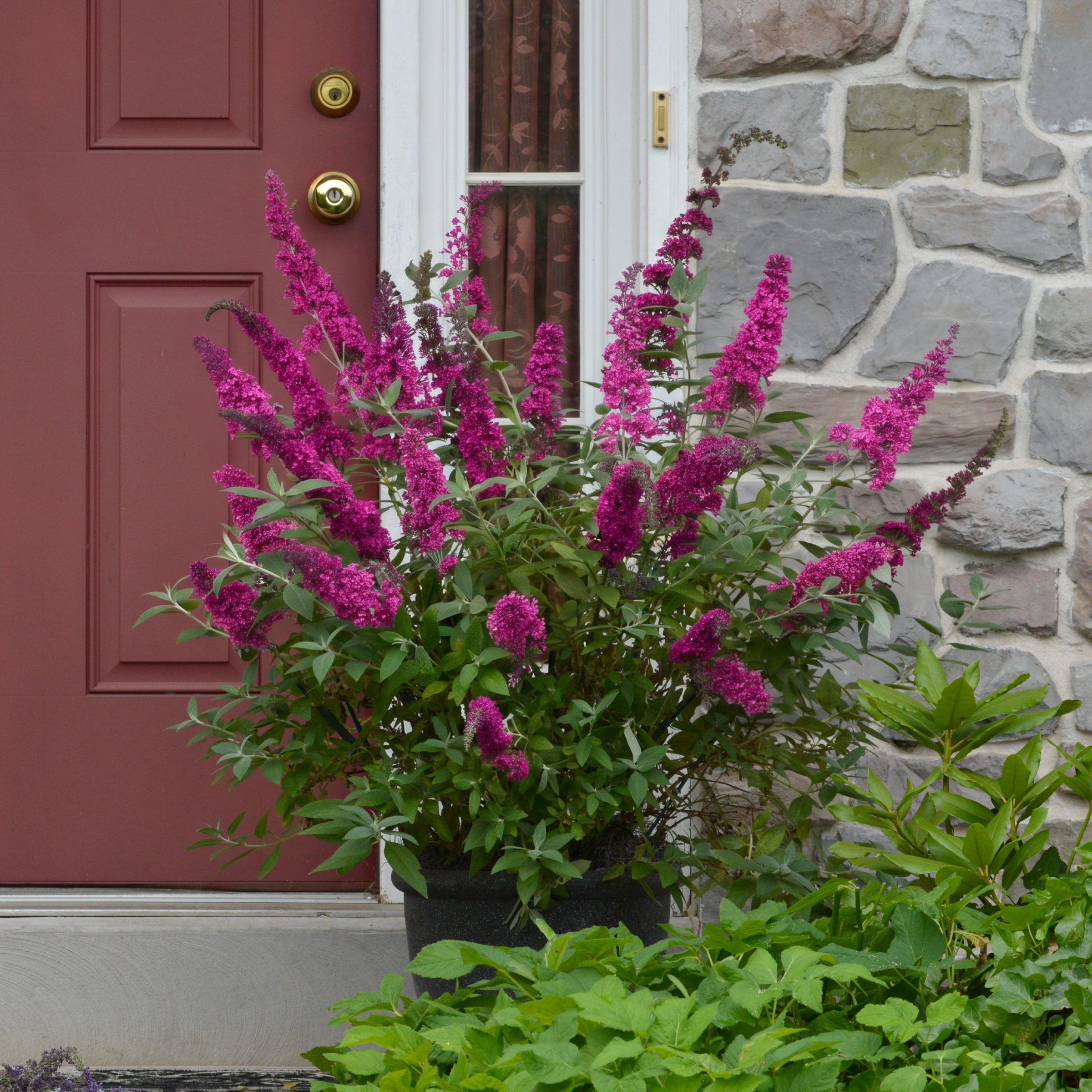 National Plant Network 3.25 in. Buddleia Nanho Purple