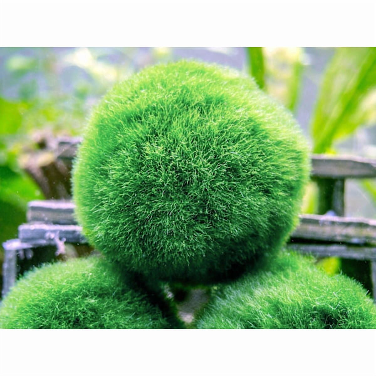 10 Marimo Moss Balls 2.5 cm, Simulated Green Algae Ball - Walmart.ca