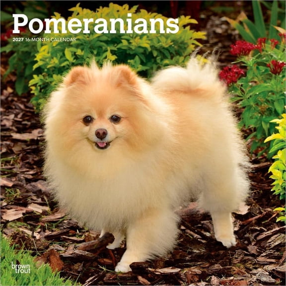 BrownTrout, Pomeranians 2027 Wall Calendar