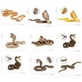 thumbnail image 4 of 12x Wildlife Snake Figurine Model Toys, Animal Figure Educational Toys for Kids Gift, 4 of 6