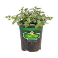 thumbnail image 3 of (4 pack) Bonnie Plants Peppermint 19.3 oz., 3 of 12