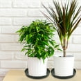 thumbnail image 2 of LABSERRON 6Pcs Simple Design Plastic Flowerpot Trays for Indoor Gardening and Mobility, 2 of 8