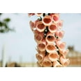 thumbnail image 3 of 250 APRICOT BEAUTY FOXGLOVE Digiitalis Purpurea Flower Seeds, 3 of 3