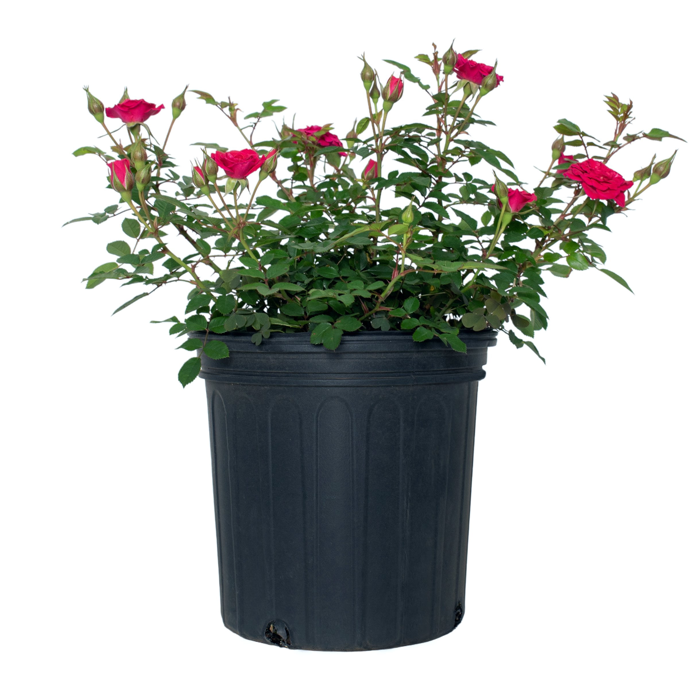 National Plant Network 2 Gallon Live Rose Dragon Fruit Sunblaze with Magenta Flowers