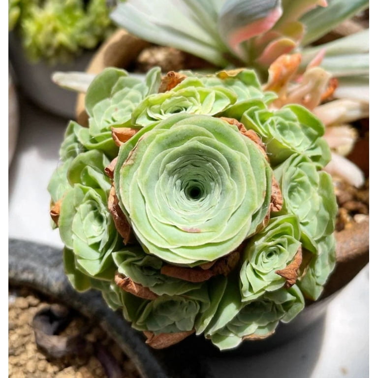 5 Seeds Aeonium Greenovia Aurea Mountain for Planting, Rare Succulent Rose  Seeds for Home Garden - Walmart.com