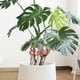 thumbnail image 4 of 3 juegos de soportes para plantas Monstera, con forma única de Monstera, para plantas de exterior e interior., 4 of 7