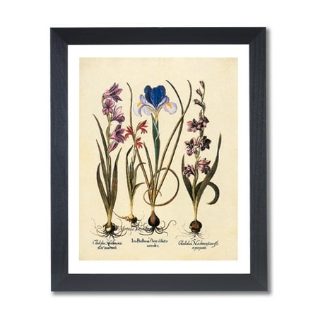 French Iris Flower Bulb Irises Contemporary Wall Picture Black Framed Art