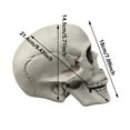 thumbnail image 3 of Human Skull Replica - Anatomically Accurate Skeleton Head Prop for Halloween Parties, Haunted Bars & Spooky Home Decorations, 3 of 7