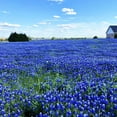 750+ Blue Lupinus Texas Wildflower Seeds for Planting Home