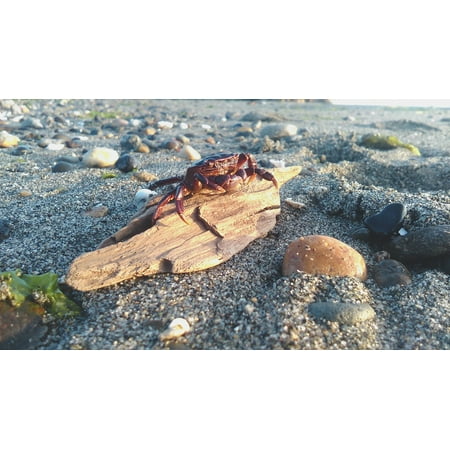 Stone Crab - LAMINATED POSTER Shore Beach Animal Crab Coast Stone Sand Rock Poster Print 24 x 36