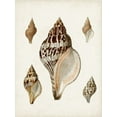 thumbnail image 2 of Sowerby, James 15x18 Gold Ornate Wood Framed with Double Matting Museum Art Print Titled - Sowerby Shells VIII, 2 of 4