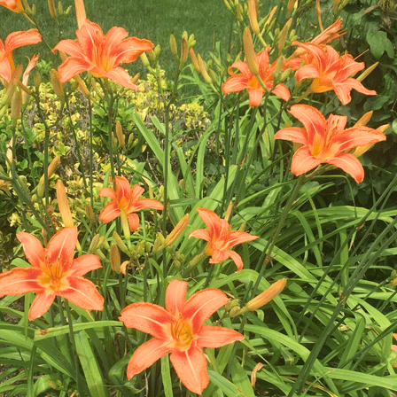 10 Fan Root Systems Wild Daylily, Ditch Lily Live Plant, Dormant Orange Flowers