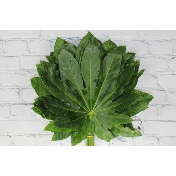 Real Touch Flowers - Fresh & Natural Aralia - 1 Bunch (10 Stems)