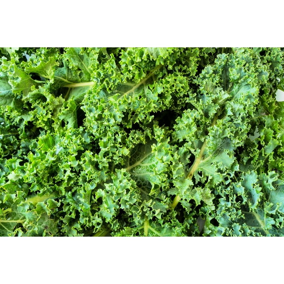 Dwarf Kale Seeds to Plant | 100  Seeds | Dwarf Blue Kale Seeds for Planting | Grow Your Own Food