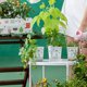 thumbnail image 5 of Gwong Juguete Niños Bonsai Kit Interactivo DIY DIY Alivio de Estrievo para niños Girasol Planting Pot Juego de jardinería para niños Gwong 30011126, 5 of 6