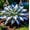 A, variant on Elegant Hosta—Graceful Foliage Display—Brightens up dark garden corners——Year-Round ornamental appeal