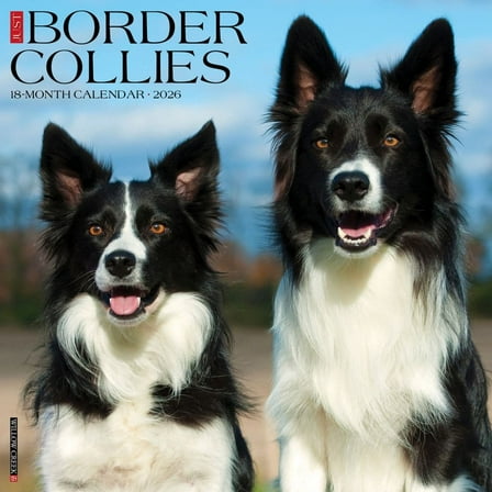 Willow Creek Press, Just Border Collies 2026 Wall Calendar, 12'' X 12'', 18-Month Calendar with Stapled Binding