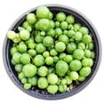 thumbnail image 5 of String of Pearls (Senecio rowleyanus) 4" Grower Pot, Best Trailing Hanging Houseplants for Beginner, 5 of 6