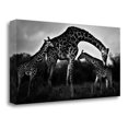 thumbnail image 2 of Tangletown Fine Art 'Giraffe Family' Photographic Print on Wrapped Canvas, 2 of 2