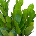 thumbnail image 3 of United Nursery Live ZZ Plant 12-16 inches Tall in 6-inch Grower Pot Indoor Low Light, 3 of 13