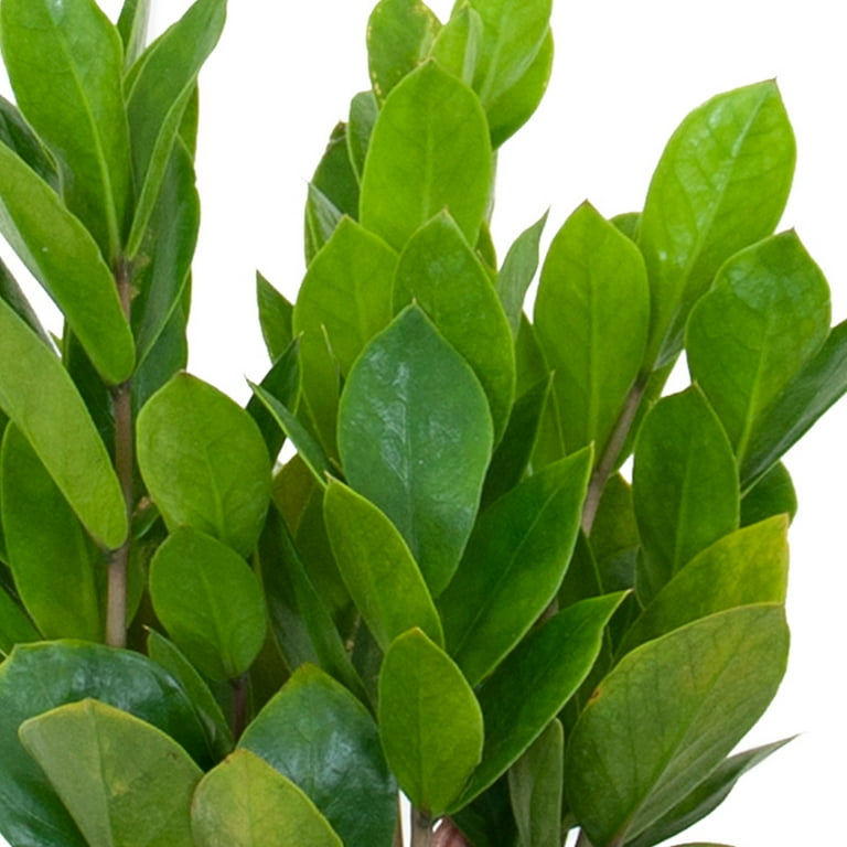 is an aloe plant a succulent Aloe Spp  Adplants