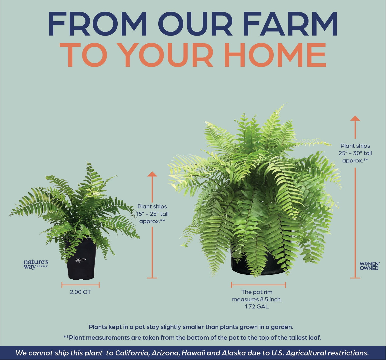 Nature's Way Farms Fern Macho Live Plant (18-24 in. Tall) in Grower Pot