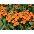 thumbnail image 3 of Siberian Wallflower, 400 Flower Seeds, Non-GMO, Isla's Garden Seeds, 3 of 7